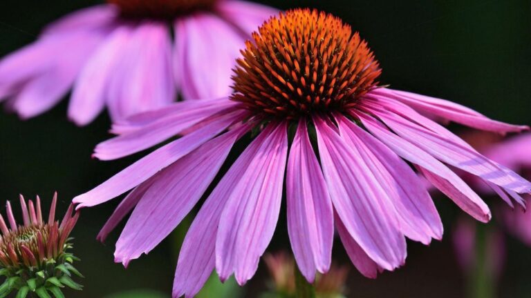 Support Immunity with Echinacea – Immune Herb Superstar